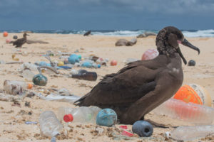 Pájaro rodeado de plástico