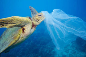 Tortuga con bolsa de plástico